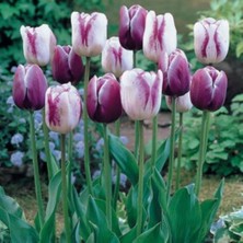 Ev Ve Bahçe Kırmızı Beyaz Shirley Lale Soğanı (4 Adet)