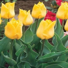 Ev Ve Bahçe Brigitta Sarı Lale Soğanı (4 Adet)