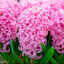 Ev Ve Bahçe Pink Pearl Pembe Kokulu Hyacinthus Sümbül Soğanı (2 Adet)
