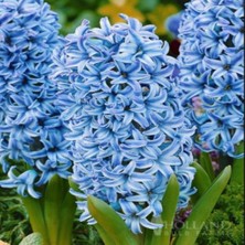 Ev Ve Bahçe Blue Star Hyacinthus Sümbül Soğanı (2 Adet)
