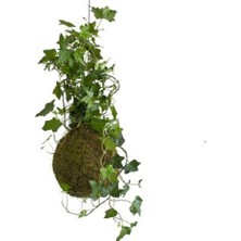 Berceste Peyzaj Hedera Helix Sarmaşığı -Kokedama Hedera Sarmaşıklı