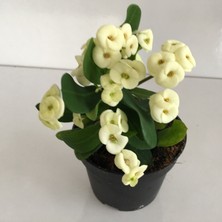 Armenbotanik Euphorbia Milli Beyaz - Dikenler Tacı