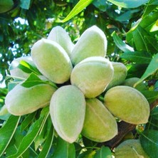 İklim Teksas Badem Fidanı