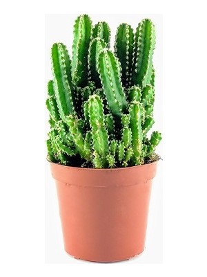 Berceste Peyzaj Cactus Cereus - Peri Kalesi Radyasyon Emici Saksi Çap 5.5Cm