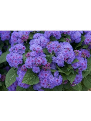 Arzuman Vapur Dumanı Çiçeği 100 Tohum