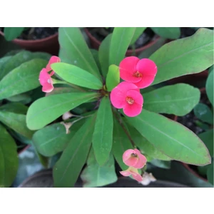 Euphorbia Milli Dikenler Tacı