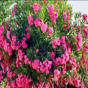 Ev Ve Bahçe Tüplü Pembe Katmerli Çiçekli Zakkum Fidanı