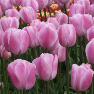 Ev Ve Bahçe Rosalie Lale Soğanı (4 Adet)