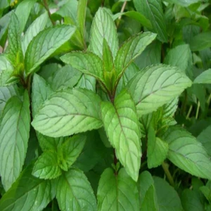 Ev Ve Bahçe Geleneksel Anadolu Nanesi Tohumu (100 Tohum)