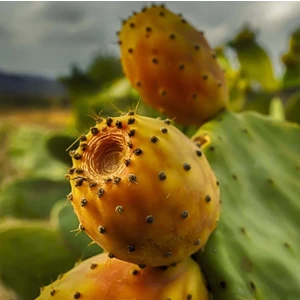 Ev Ve Bahçe Frenk İnciri Dikenli İncir Tohumu (20 Tohum)