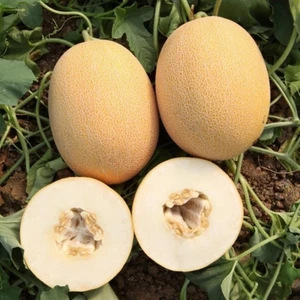 Ev Ve Bahçe Ananas Kavun Tohumu (20 Tohum)
