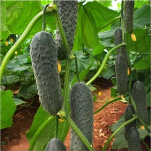 Ev Ve Bahçe Kornişon Salatalık Tohumu (20 Tohum)