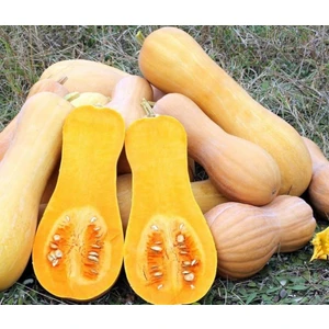 Ev Ve Bahçe Doğal Waltham Butternut Kış Kabağı Tohumu (5 Tohum)