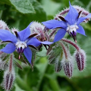 Ev Ve Bahçe Hodan Otu Tohumu (20 Tohum)