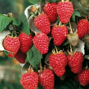 Ev Ve Bahçe Doğal Pembe Ahududu Tohumu (20 Tohum)