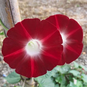 Ev Ve Bahçe Kırmızı Scarlet Gündüz Sefası Çiçeği Tohumu(20 Tohum)