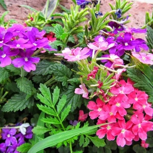 Ev Ve Bahçe Karışık Renkli Yer Minesi (Verbena) Çiçeği Tohumu (20 Tohum)