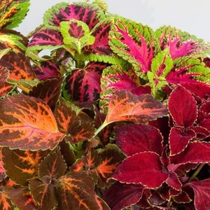 Ev Ve Bahçe Karışık Renkli Kolyos (Coleus) Yaprak Güzeli Çiçeği Tohumu (100 Tohum)