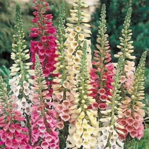 Ev Ve Bahçe Excelsior Mixed Karışık Renkli Yüksükotu Çiçeği Tohumu (100 Tohum)