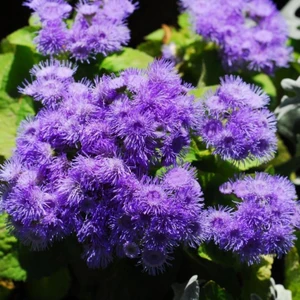 Ev Ve Bahçe Ageratum Mexicanum Mavi Vapur Dumanı Çiçeği Tohumu (100 Tohum)
