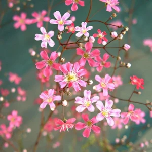 Ev Ve Bahçe Gypsophila Elegance Mixed Karışık Bahar Yıldızı Çiçeği Tohumu (100 Tohum)