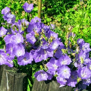 Ev Ve Bahçe Blue King Mavi Çan Çiçeği Tohumu(50 Tohum)