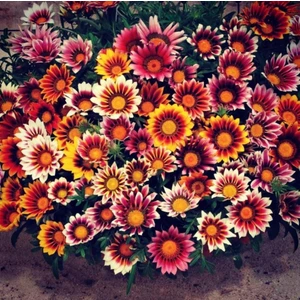 Ev Ve Bahçe Karışık Renkli Koyungözü Gazanya Çiçeği Tohumu (20 Tohum)
