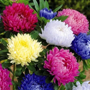 Ev Ve Bahçe Karışık Renkli Amerikan Branching Aster Margarit Papatya Çiçeği Tohumu (50 Tohum)