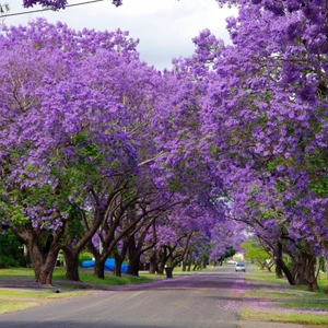 Ev Ve Bahçe Jacaranda (Jakaranda) Ağacı Tohumu (5 Tohum)