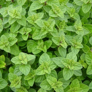 Ev Ve Bahçe Mercanköşk Tohumu (100 Tohum)