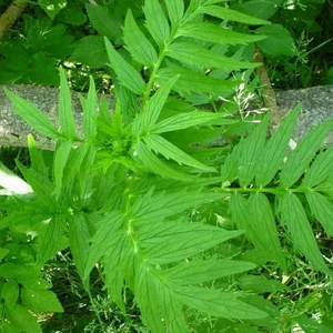 Ev Ve Bahçe Kedi Otu Tohumu (25 Tohum)