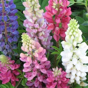 Ev Ve Bahçe Russell Strain Karışık Renkli Acı Bakla Çiçeği Tohumu(20 Tohum)