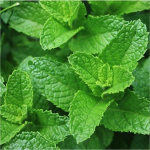 Ev Ve Bahçe Spearmint Nane Tohumu (100 Tohum)