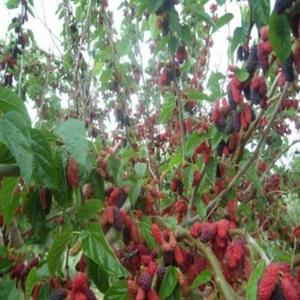 Ev Ve Bahçe Tüplü Yediveren Avustralya Dut Fidanı