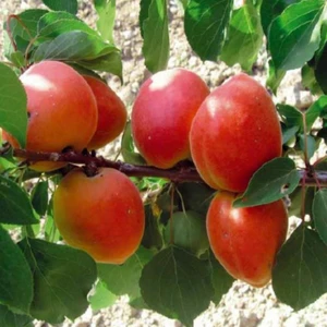 Ev Ve Bahçe İri Meyveli Perfect Red Kırmızı Renkli Kayısı Fidanı