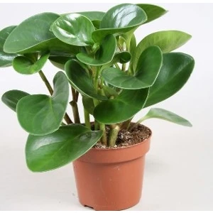 Berceste<Peyzaj Peperomia Polybotrya -Zümrüt Dalgası Çiçeği Saksı Çapı 8,5 Cm