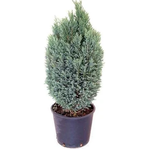 Berceste Peyzaj Elwoodi Çamı 20-25 Cm İthal -Ev Bitkisi Ofis Bitkisi Salon Bitki