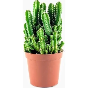 Berceste Peyzaj Cactus Cereus - Peri Kalesi Radyasyon Emici Saksi Çap 5.5Cm