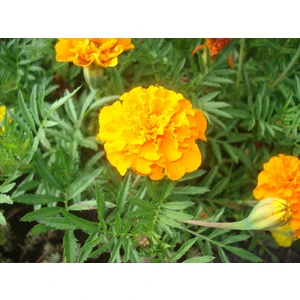 Kadife Çiçeği 50 Tohum