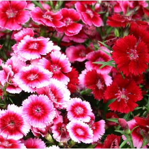 Çin Karanfili 100 Tohum