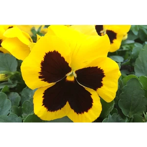 Hercai Menekşe 100 Tohum