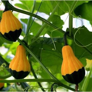 Süs Kabağı 10 Tohum