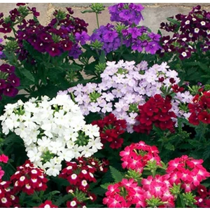 Mine Çiçeği 50 Tohum