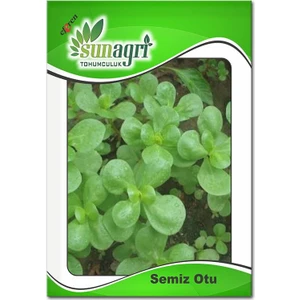 Kırmızı Cherry Fındık Turp Tohumu - 5 gr