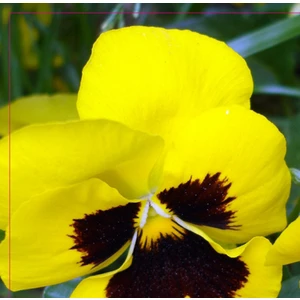 Hercai Menekşe Tohumu 100 Adet