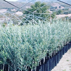 Arbequina Yarı Bodur Yağlık Zeytin Fidanı