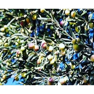 Ayvalık Zeytin Fidanı