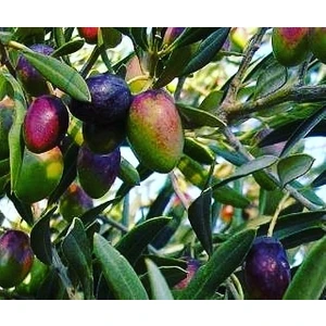 Gemlik Zeytin Fidanı