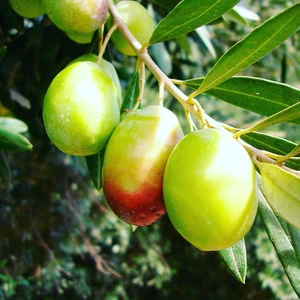 Domat Zeytin Fidanı