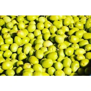 Sarı Ulak Zeytin Fidanı